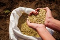 Hands holding the grain in the shape of a heart