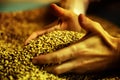 Hands, holding grains of malt