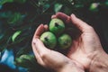 Hands holding green apples on a tree branch Royalty Free Stock Photo