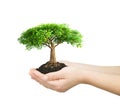 Hands holding green plant Royalty Free Stock Photo