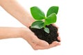 Hands holding green plant ecology concept Royalty Free Stock Photo