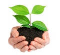 Hands holding green plant Royalty Free Stock Photo