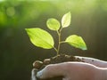 Hands holding green plant Royalty Free Stock Photo