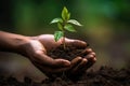 Hands holding a green seedling on fertile soil with blurred background, Human hands holding a small plant with soil on a natural Royalty Free Stock Photo