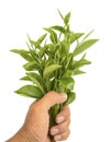 Hands holding green tea leaves  isolated on white background Royalty Free Stock Photo