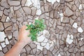 Hands holding green tree sprout Royalty Free Stock Photo