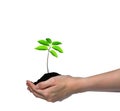 Hands holding a green young plant isolated on white Royalty Free Stock Photo
