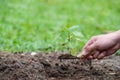 Hands holding green young plant and light Royalty Free Stock Photo