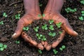 Hands Holding Handful of Dirt and Small Green Plants