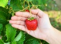 Hands holding handful of strawberries