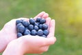 Hands holding handful of fresh ripe superfood blueberries on a green background Royalty Free Stock Photo