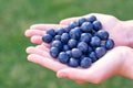 Hands holding handful of fresh ripe superfood blueberries on a green background Royalty Free Stock Photo