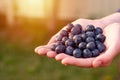 Hands holding handfull of fresh superfood blueberries on a green background