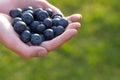 Hands holding handfull of fresh ripe superfood blueberries on a green background