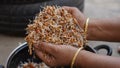 Hands holding a heap of germinated chickpea beans