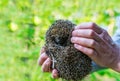Hands holding hedgehog outdoors Royalty Free Stock Photo