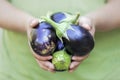 Hands holding just harvested eggplants in a village, in South Italy Royalty Free Stock Photo