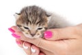 Hands holding a kitten on white background Royalty Free Stock Photo