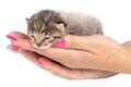 Hands holding a kitten on white background Royalty Free Stock Photo