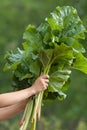 Hands holding leaves of rhubarb Royalty Free Stock Photo