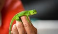 Hands holding a little baby young juvenile green iguana Iguana iguana. Royalty Free Stock Photo