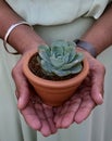 Hands holding little potted succulent