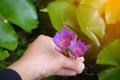 hands holding lotus flower waterlily against leaves