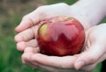 Hands holding a macintosh apple Royalty Free Stock Photo
