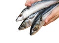 Hands holding a mackerel fish isolated