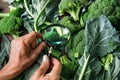 hands holding a magnifying glass over broccoli leaves to check quality Royalty Free Stock Photo