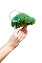 Hands holding a magnifying glass over a broccoli Royalty Free Stock Photo