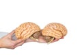 Hands holding model human brain on white background