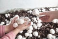 Hands holding mushrooms champignons in farm Royalty Free Stock Photo