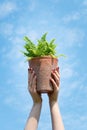 Hands holding nephrolepis fern plant in flower pot Royalty Free Stock Photo