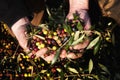 Hands holding olives. Harvesting Olives
