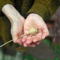 Hands holding opium plant Royalty Free Stock Photo