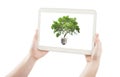 Hands holding pc tablet and green tree in bulb Royalty Free Stock Photo