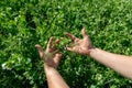 Hands holding a pea flower blooming on the branches of plants in the fields Royalty Free Stock Photo