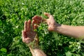 Hands holding a pea flower blooming on the branches of plants in the fields Royalty Free Stock Photo