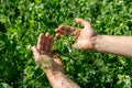 Hands holding a pea flower blooming on the branches of plants in the fields Royalty Free Stock Photo