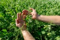 Hands holding a pea flower blooming on the branches of plants in the fields Royalty Free Stock Photo