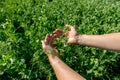 Hands holding a pea flower blooming on the branches of plants in the fields Royalty Free Stock Photo