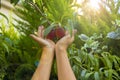 hands holding peaches in the garden in the morning Royalty Free Stock Photo