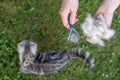 hands holding a pile of cat& x27;s fur and a grooming brush with a small grey cat standing Royalty Free Stock Photo