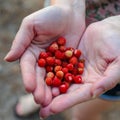 Hands holding a pile of red wild forest strawberries Royalty Free Stock Photo