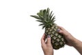 Hands holding pineapple on white background with copy space. Summer, tropical fruit. Royalty Free Stock Photo