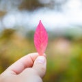 Hands holding pink fall leaves in autumn season