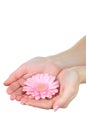 hands holding a pink Gerbera Royalty Free Stock Photo