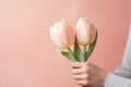 Hands holding pink tulip flowers in front of pink studio background Royalty Free Stock Photo