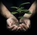 Hands holding a plant Royalty Free Stock Photo